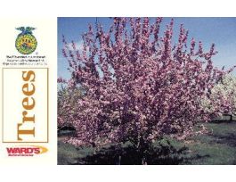 CARDS WARDS TREE FLASHCARDS 5X3