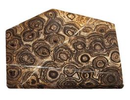 Stromatolite (Precambrian) -