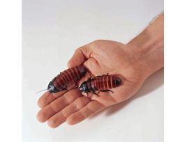 HISS COCKROACH-MIX SIZE PK25
