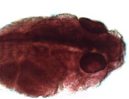 FROG-10MM LARVA (WM) C&FG