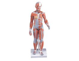 MODEL COMPLETE MUSCLE FIGURE