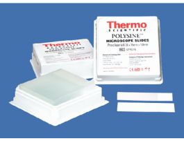 SLIDE POLYSINE WHITE 2X72