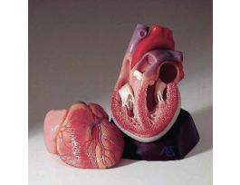 MODEL HEART 2PRTS