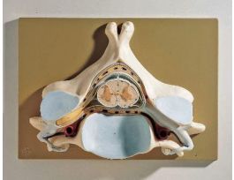 MODEL SPINAL CORD SECTION