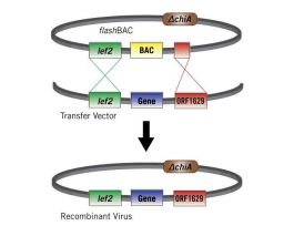 FLASHBAC BACULOVIRUS EXPRESSION RXN5