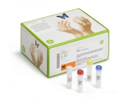 KIT DNA AMPLIFICATION TEMPLIPHI 500RXN