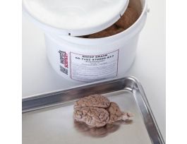 FULLY EXTRACTED BRAIN JAR/1 PRESERVED