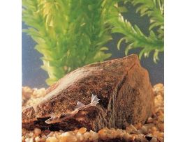 DWARF AFRICAN FROG PK/4