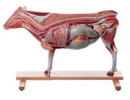 MODEL COW AND STOMACH
