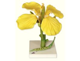 MODEL RAPASEED FLOWER AND SEE