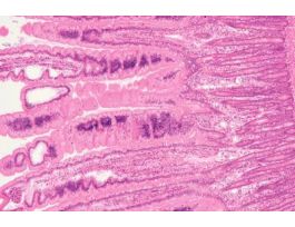 JEJUNUM (CS) H&E SLIDE (MAMMAL) CAT ONLY