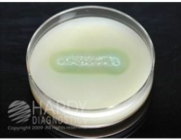 MEDIUM CASEIN AGAR 15X100MM PLATE 18 ML