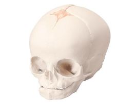 MODEL FETAL SKULL