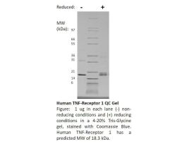 100-35-500UG HUMAN TNFR-1
