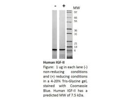 HUMAN IGF-II (AF) 1MG
