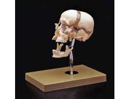 MODEL SKULL BEAUCHENE