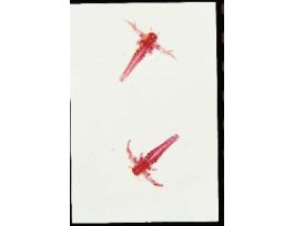 ARTEMIA-NAUPLIUS STAGE(WM)(BRINE SHRIMP)