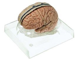MODEL BRAIN WITH DURAMATTER
