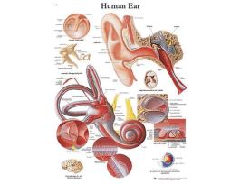 CHART EAR