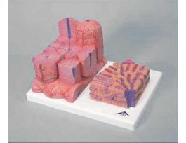 MODEL MICRO ANATOMY LIVER