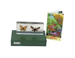 EMBEDMENT MOTH VS BUTTERFLY