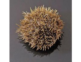 GREEN SEA URCHIN PL/10 PM
