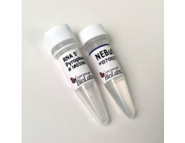 RNA 5 PYROPHOSPHOHYDROLASE