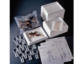 ADVANCED GRASSFROG DISSECTION LAB