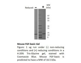200-12-500UG MOUSE FGF BASIC