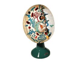 MODEL GIANT ANIMAL CELL