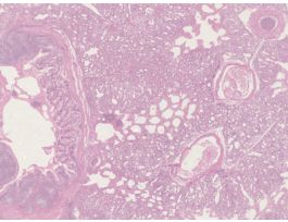 BIRD LUNG (SECT) H&E SLIDE