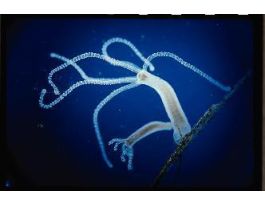 LIVE BROWN HYDRA 120 STUDENTS