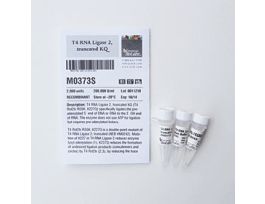 T4 RNA LIGASE 2 2000U