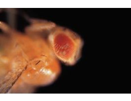 DROSOPHILA CURLY/PLUM CULTURE