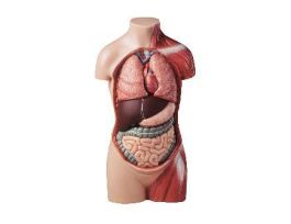 MODEL HEADLESS TORSO HALF-SIZE-á-á-á-á-á