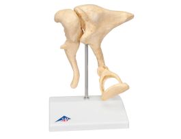 MODEL OSSICLES 20X BONELIKE