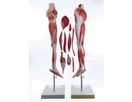 MODEL COMPREHENSIVE LEG MUSCULATURE