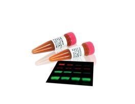 ECL PLEX G-A-R IGG CY5 150UG