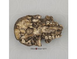 MODEL HOMO HABILIS ECON CRANIUM