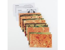 CARDS PLANT & ANIMAL MITOSIS FLASHCARDS