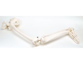 MODEL ARTICLEG & FOOT W/ INNOMINATE