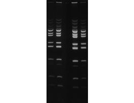 ETHIDIUM BROMIDE BIOTECH GRADE 5G