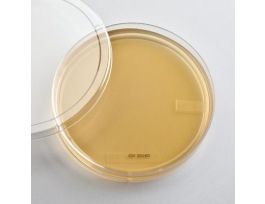 PLATES SABOURAUD-DEXTROSE AGAR PKG/10
