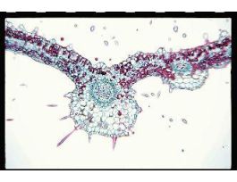 PELARGONIUM LEAF (CS) QS (GERANIUM)