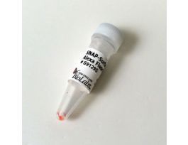 SNAP SURFACE ALEXA FLUOR 488.