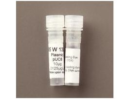 PLASMID PUC19 1UG/100UL LOAD DYE