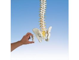 MODEL ADVFLEXVERTEBRAL COLUMN
