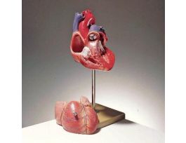 MODEL HEART NATURAL SIZE