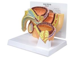 MODEL MALE PELVIS WITH BPH INSERT