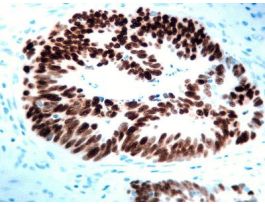 HIGH CONTRAST DAB 200ML